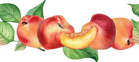 Watercolor illustration with nectarines on leaf isolated on white. Seamless border with whole and segment fruits painting. Variety of peach hand drawn. Design element for package, label, tabelwear vector