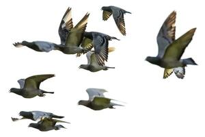 flock of speed racing pigeon flying against white background photo