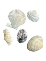 Shells and dead fish on the beach photo