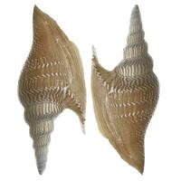 Shells and dead fish on the beach photo