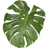 Leaves of Monstera Giant and Gotu Kola photo