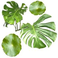 Leaves of Monstera Giant and Gotu Kola photo