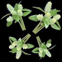 Wild globe everlasting, Gomphrena weed photo