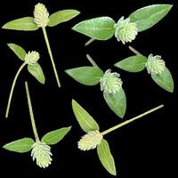 Wild globe everlasting, Gomphrena weed photo