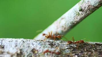 röd myra på en gren, makro illustration av en röd myra på en gren, djur- liv begrepp. video
