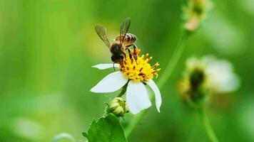 ein Biene auf ein Blume gerade suchen zum Nektar im ein Blume, Video zum Natur Hintergrund