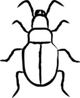 Ground Beetle hand drawn vector illustration