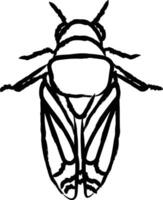 Cicadidae hand drawn vector illustration