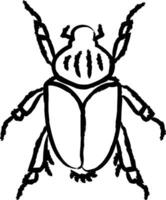 Goliath beetle hand drawn vector illustration