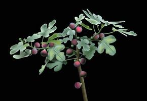 ficus higos frutas verde rama hojas para antecedentes diseño. vector
