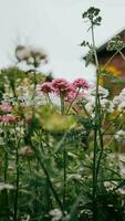 flores y plantas en un jardín foto