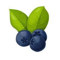 Blue chokeberry berry in cartoon style. Plant food products. vector