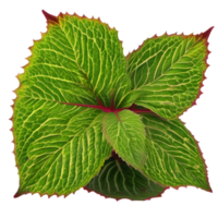 Beautiful leaf painting. AI-Generated. png