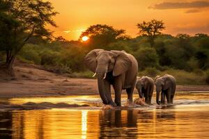 Elephants in Chobe National Park, Botswana, Africa, elephants crossing Olifant river,evening shot,Kruger national park, AI Generated photo