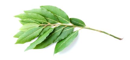 A branch of laurel isolated on white background. Fresh bay leaves. photo