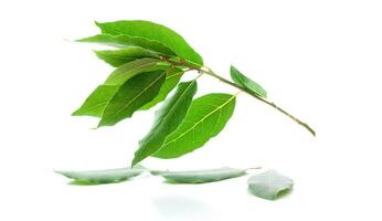 A branch of laurel isolated on white background. Fresh bay leaves. photo