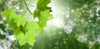 Fresh green tree leaves, frame. Natural background. photo