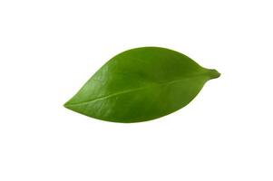 fresh green leaf isolated on white background photo