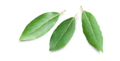 Beautiful laurel leaves isolated on white background. Fresh bay leaves. photo