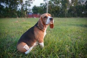 An adorable beagle dog sitting outdoor on the grass field. photo