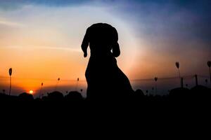 Silhouette of a beagle dog sitting on the grass at sunset in the yard. photo