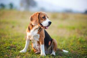 Portrait of a cute beagle dog sitting on the green grass out door in the field. photo