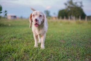 retrato de un linda blanco pelo beagle perro al aire libre en el verde césped en el prado. foto