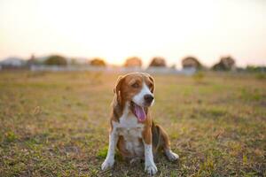 Portrait an adorable beagle dog outdoor on the grass field. photo