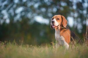 An adorable beagle dog sitting on the green grass  outdoor in the field. photo