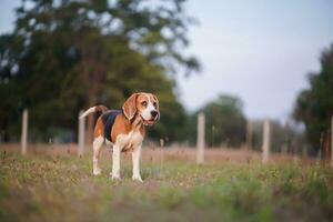 An adorable beagle dog standing on the green grass in the meadow. photo