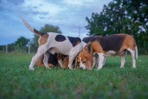 A group of beagles, both white and tri-colored, are looking something on the green grass  in the evening. photo