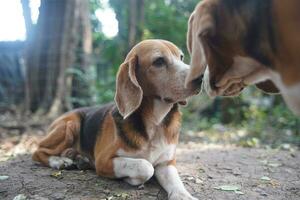 Two beagles kissing on the ground  which has  fallen leaves. photo