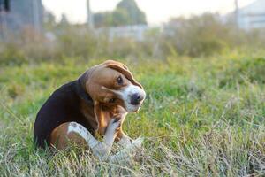 A cute beagle dog scratching body outdoor on the grass field. photo