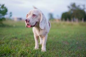 de cerca a el azul ojo de un linda blanco pelo beagle perro al aire libre en el verde césped en el prado. foto