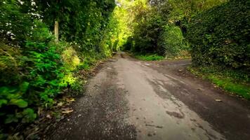 tranquillo foresta sentiero nel il cuore di natura video