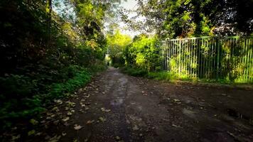 tranquillo foresta sentiero nel il cuore di natura video