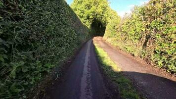 tranquillo foresta sentiero nel il cuore di natura video