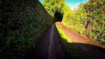 lugn skog väg i de hjärta av natur video