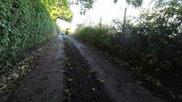 Tranquil Forest Pathway in the Heart of Nature video