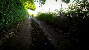 still Wald Weg im das Herz von Natur video