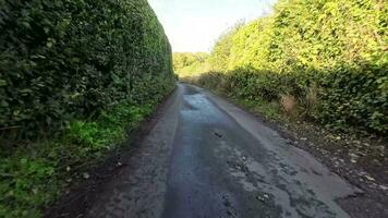 Tranquil Forest Pathway in the Heart of Nature video