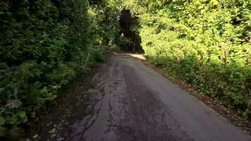 tranquillo foresta sentiero nel il cuore di natura video