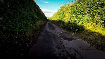 tranquille forêt sentier dans le cœur de la nature video