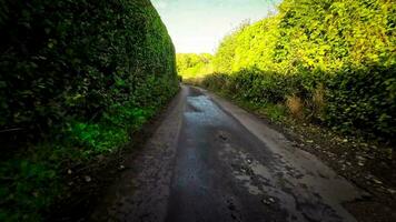 still Wald Weg im das Herz von Natur video