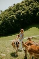 Little girl among reindeer herd on the sunny day photo