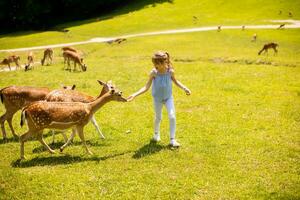 Little girl among reindeer herd on the sunny day photo