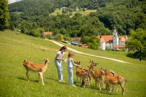 Little girls among reindeer herd on the sunny day photo