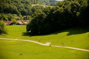 Reindeers on the foothills of Jelenov Greben in Slovenia photo