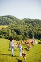 Little girls walking among reindeer herd on the sunny day photo