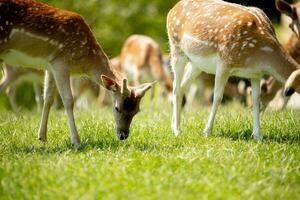 Reindeers on the foothills of Jelenov Greben in Slovenia photo